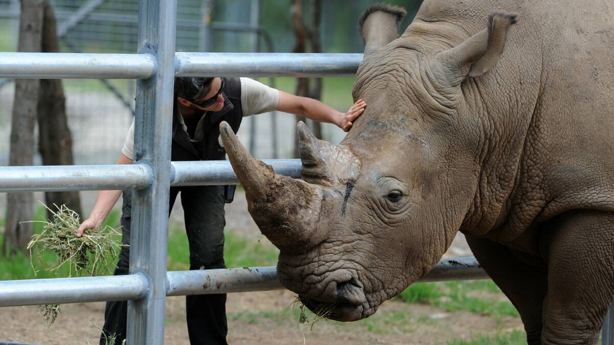 A rhino has gored a woman at a zoo on the south coast. Photo: Graham Tidy