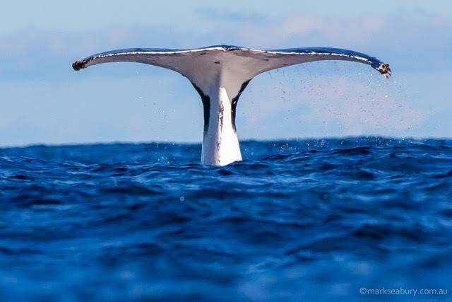 Last year's competition winner was Mark Seabury with this photograph of a whale. Photo: Supplied. 