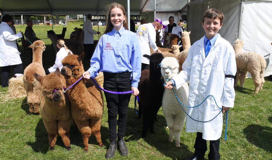 FLEECE: The 2016 Charles Ledger Alpaca Show in Moss Vale, which is running again this weekend, Saturday and Sunday, September 16-17.
