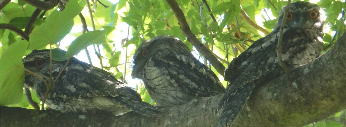 These three Tawny Frogmouth are wide-eyed for the camera. Photo: Ron Schofield