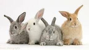 Don't let your pet rabbits fall victim to calicivirus. File photo