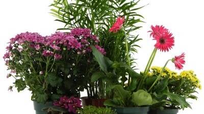 Bowral Garden Club Pot Plant Sale to support Rainbow Southern Highlands. File photo