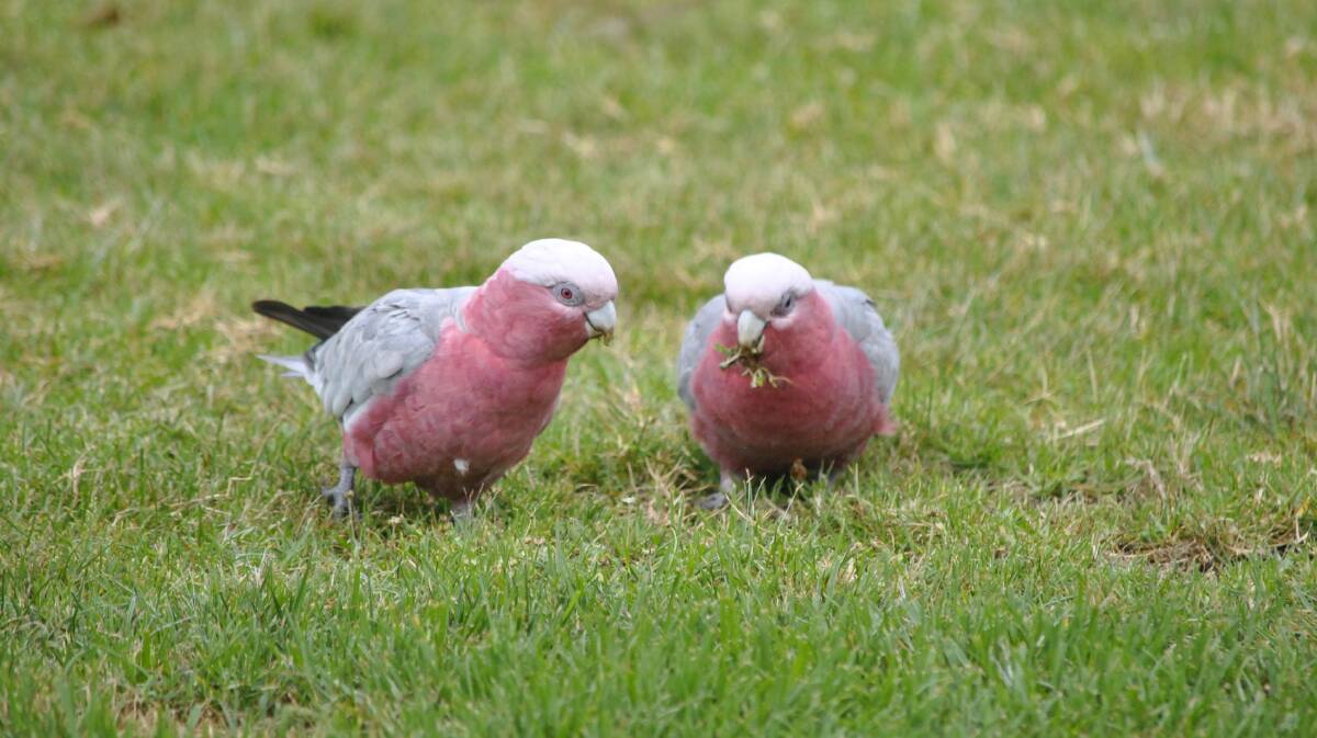 These two galahs were recently seen feeding their faces at Bradman Oval. Photo: Emily Bennett