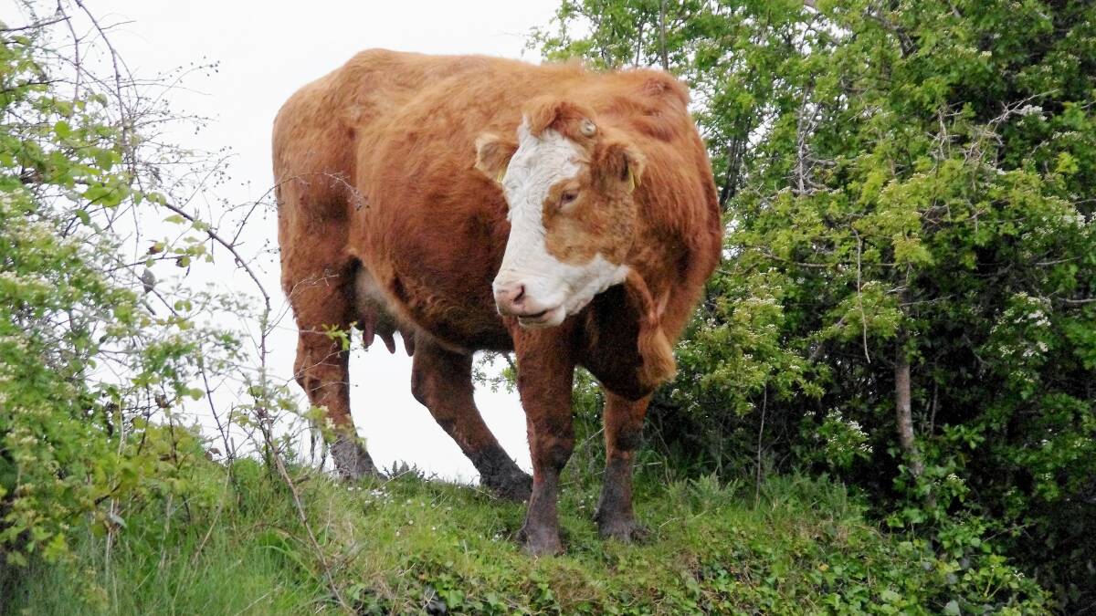 LAME EXCUSES: You wouldn't think you'd have to make excuses to the local council for owning a playful cow, would you? But it happens. Photo: Geoff Goodfellow