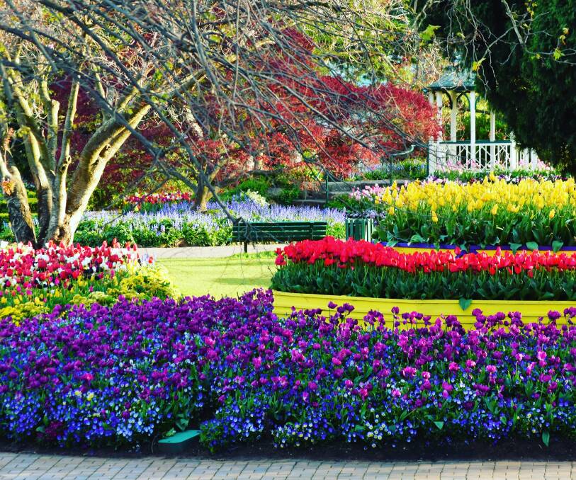 Colourful showcase: The careful Tulip Time planting and planning of Corbett Gardens is highlighted in this photograph. Photo: Alex Grose.