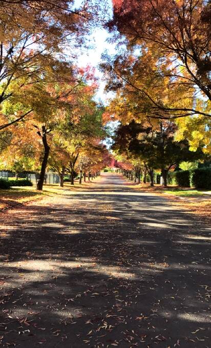 This pathway of golden glory was snapped by Jess Moulten.