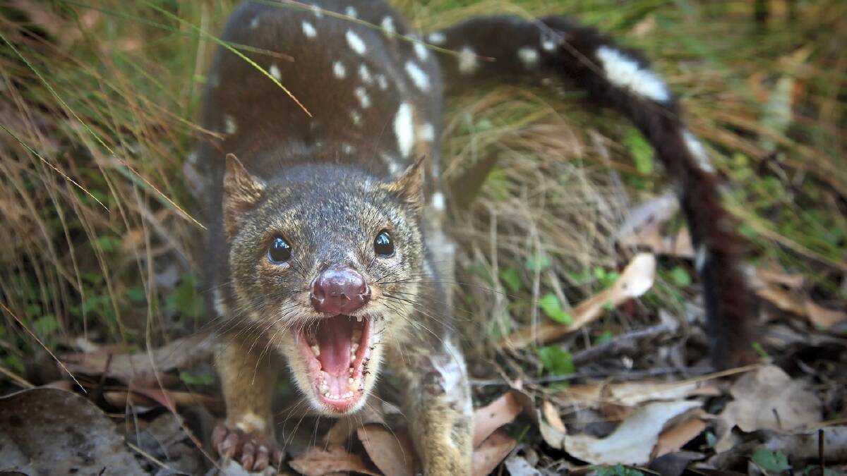 Quoll quantity in Highlands a concern