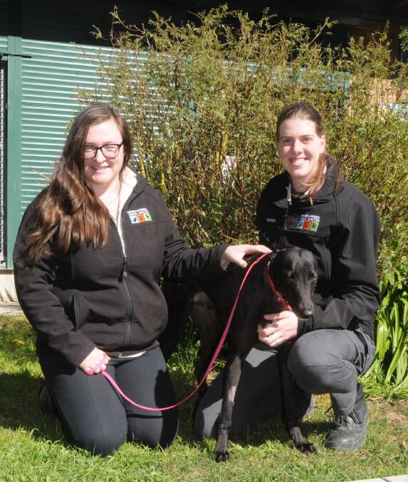SEARCHING FOR A HOME: Wingecarribee Animal Shelter staff Kira Booth and Shannon Hensen with Otter, who says greyhounds make great pets. Photo: Lauren Strode