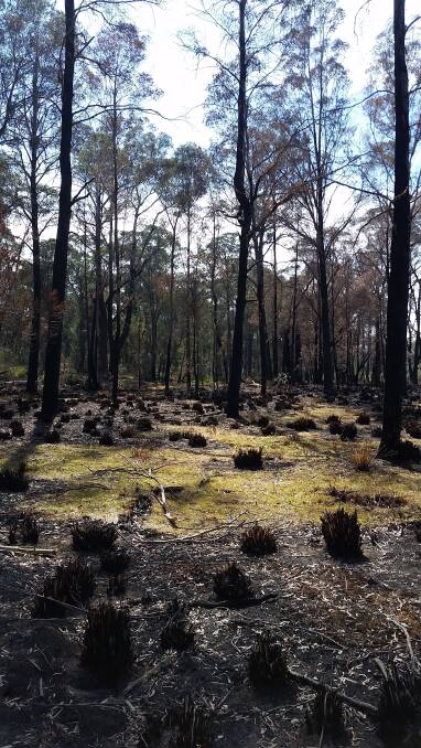 ECOLOGICAL STUDY: Research has begun into what impact the bushfire at Paddy's River will have on endangered species Paddy’s River Box. Photo: supplied