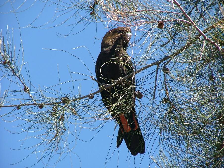 Highlands residents will have the chance to grab a free tree in March to help save glossy black-cockatoos. Photo: supplied