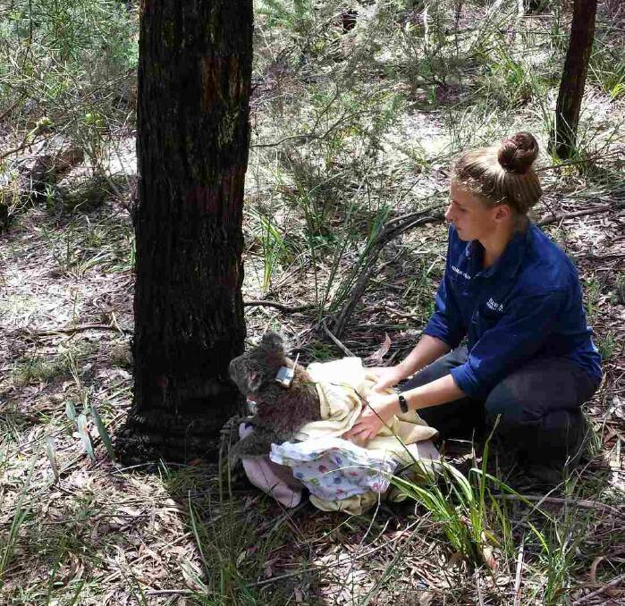 University of Sydney Masters student Dympna Cullen undertook a project on koala tree preferences in the Highlands. Photo supplied