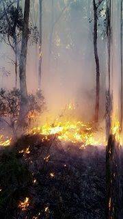 Police continue to investigate a bushfire that occurred at Paddy's River on the weekend. Photo: Facebook