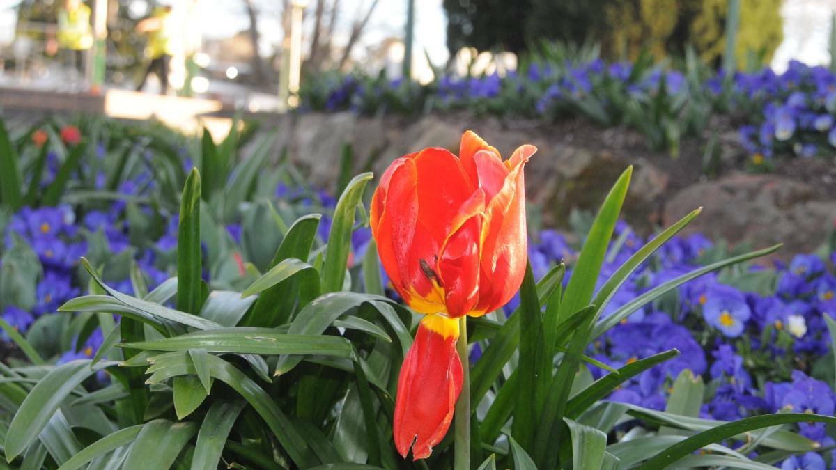 Tulip Time 2018 to focus on the dementia and the elderly