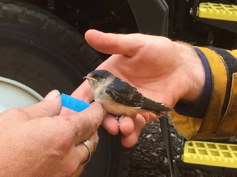 Firefighters assisting a baby bird after a fire on January 8. Photo RFS Southern Highlands Team Facebook. 