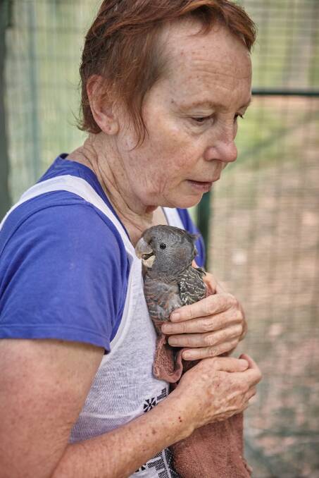 RAPTOR REHAB: Peggy McDonald is the recipient of the Churchill Fellowship to continue her rehabilitation work with birds of prey. Photo: Mark Kelly. 