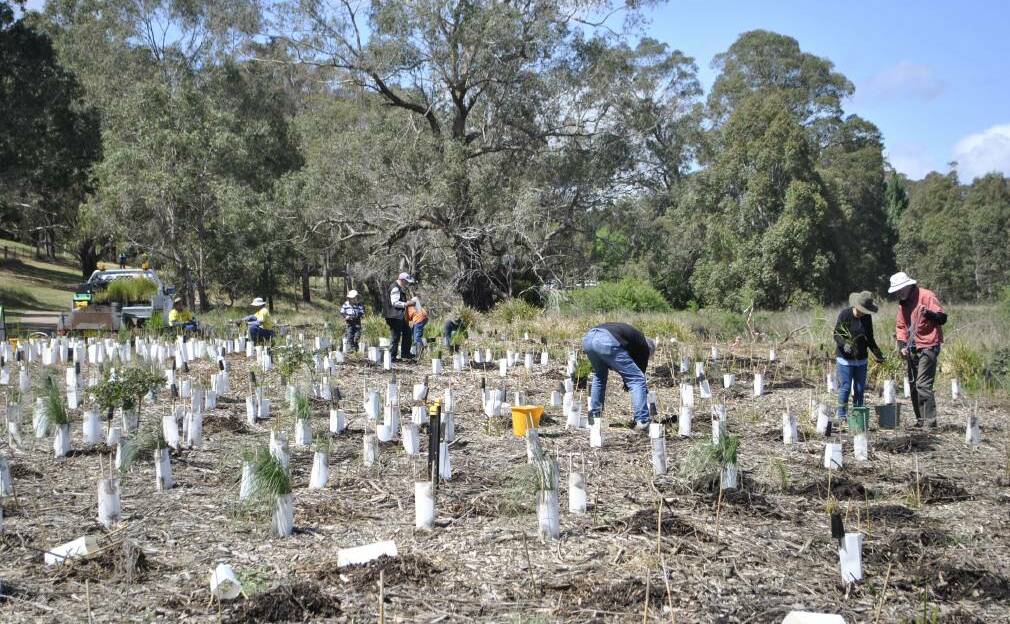 Highlanders planting trees on the Wingecarribee River bank on National Tree Day.