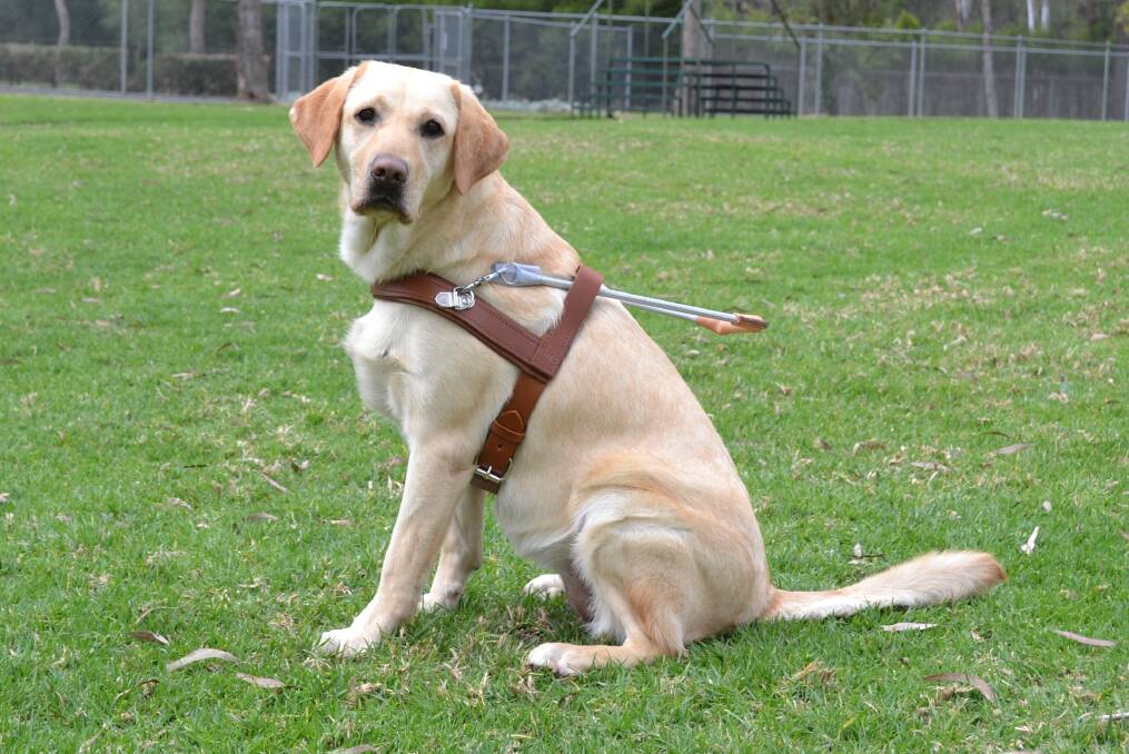 Ready to guide: Tulip the Labrador's training was made possible by funds from the community and visitors to the 2014 Tulip Time festival. Photo: supplied