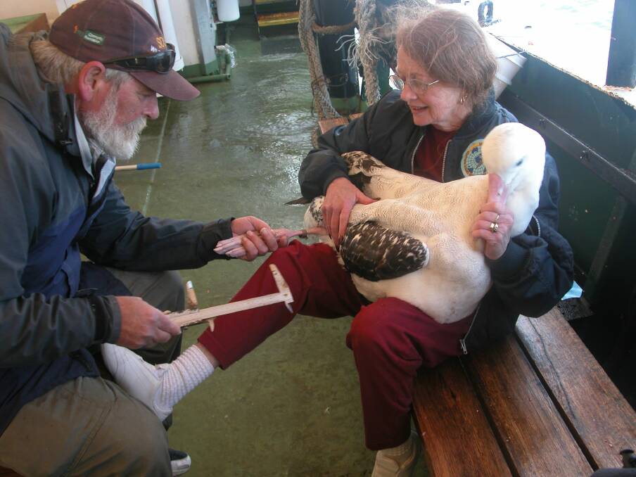 Lindsay Smith, with Janice, measuring an albatross caught during a recent pelagic survey. Photo: supplied