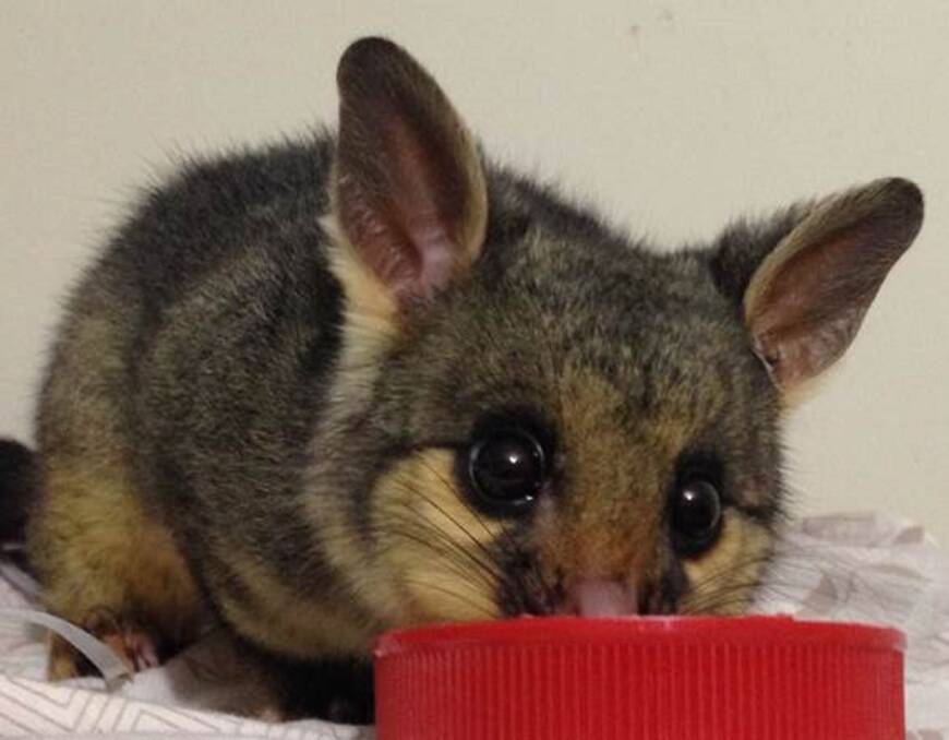 Safe and fed: Lucy the rescued possum joey lapping her milk formula. Photo: Michelle Lewis