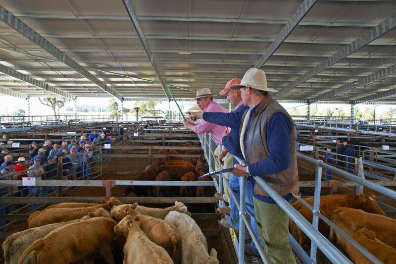 The Southern Regional Livestock Exchange is located at 205 Berrima Road, Moss Vale. Photo: DSH