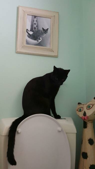 Whizz cat: One-year-old Rebel is currently being toilet trained, while a photo of Clawd watches on. Photo: supplied