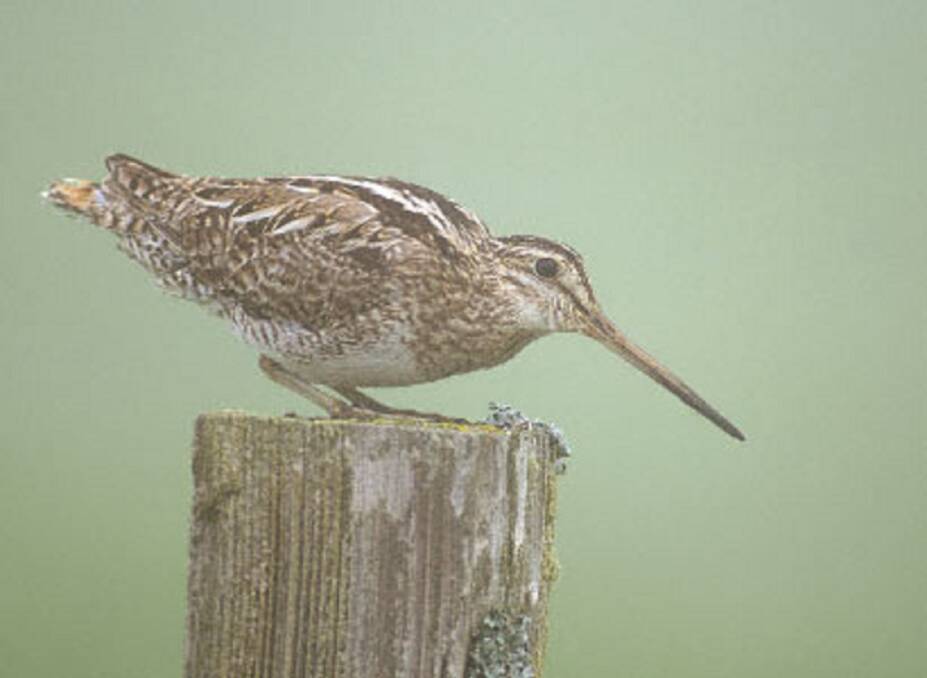 Latham's Snipe have been observed in East Bowral on many occasions. Photo: FDC