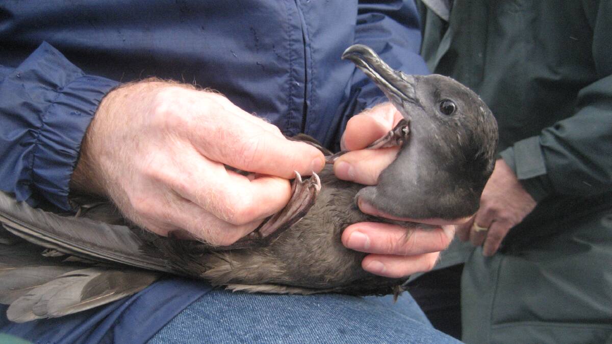Quick capture: A Wedge-tailed Shearwater having its leg band checked just prior to being released. Photo: Fred Young