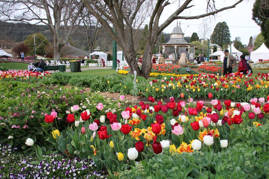 Bulbs from this year's Tulip Time festival are now available for purchase at Welby Garden Centre. Photo: Victoria Lee