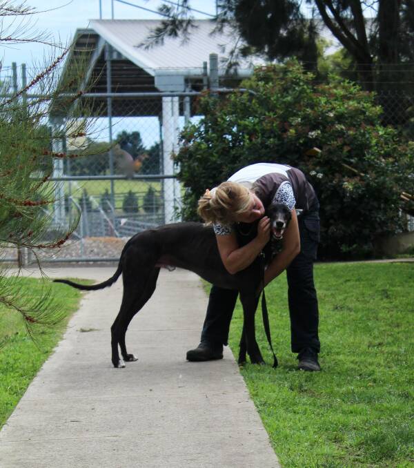 Strong support: Michele Martin with greyhound Mickey. Mickey, who has been at the shelter since December, has been placed with rescue organisation Happy Paws Haven and made friends with another greyhound. Photo: supplied
