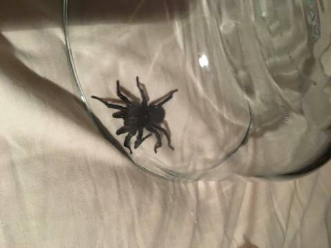 A Bundanoon woman woke up to this funnel web spider crawling on her and biting her - in her bed. Photo: supplied