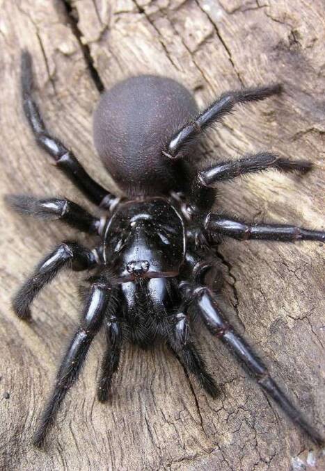 Act fast: A bite from the Sydney funnel web spider requires prompt action after someone is bitten, call 000 immediately. Photo: Australian Reptile Park