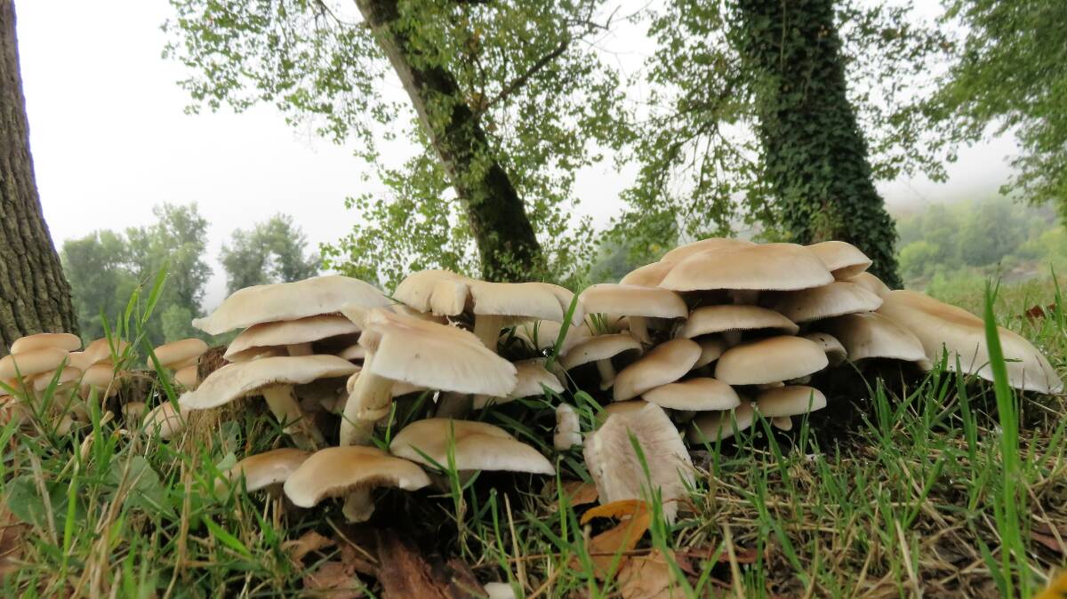 BEWARE: A delightful gift of the forests, but if in doubt, go without is the safest strategy when collecting wild mushrooms. Photo: Geoff Goodfellow.