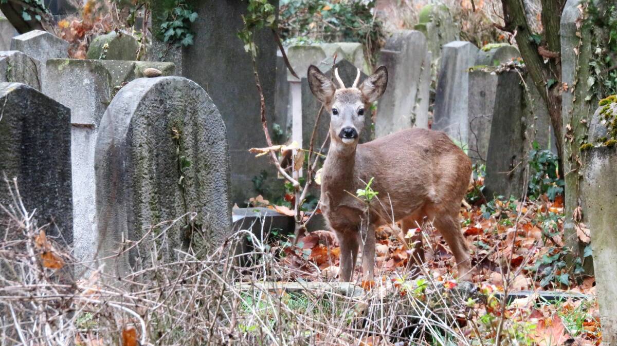 DEAR-O-DEER: Why not share the story of your dear-departed with the community in which they lived, loved and worked? Photo: Geoff Goodfellow.