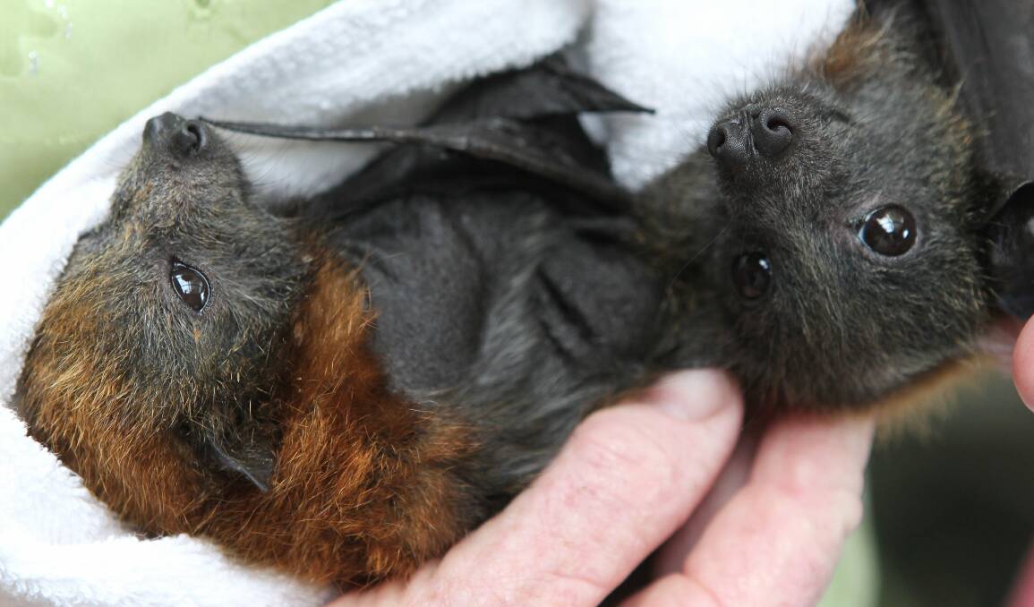 Hands off: Leave the handling of bats - even cute babies - to trained and vaccinated WIRES staff as they could be carrying a deadly virus. Picture: GREG TOTMAN