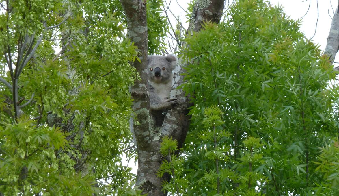 The koala in the tree on Elsworth Avenue. Photo supplied