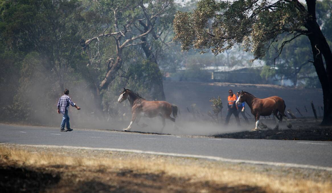 Horses left to run from bushfires can create hazards for emergency services personnel. 	Photo by Jason South