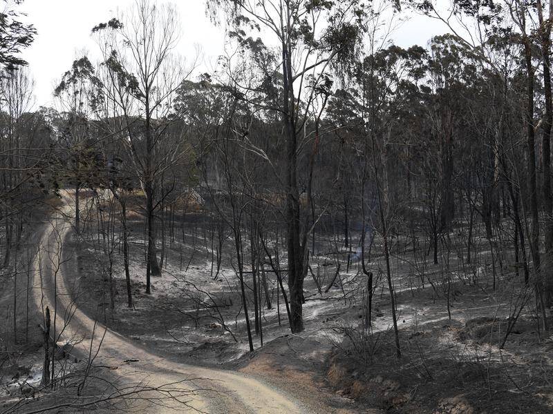 Recovery times for vegetation will depend on the weather and how badly it was burned, experts say.