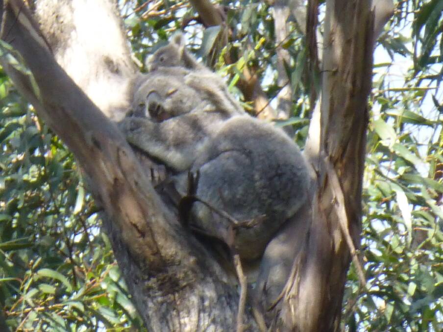 A koala snoozing with its joey in Mittagong. Photo by Cheryle Mills