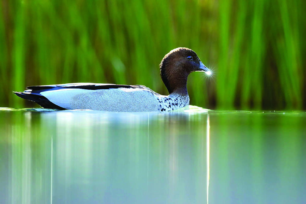 A male wood duck	Photo by Leo Berzins