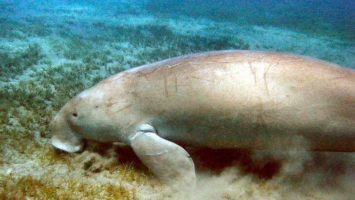 A dugong feeding on sea grass in Moreton Bay, Queensland.
 Photo: Ruth Hartnup, Earthwatch Institute