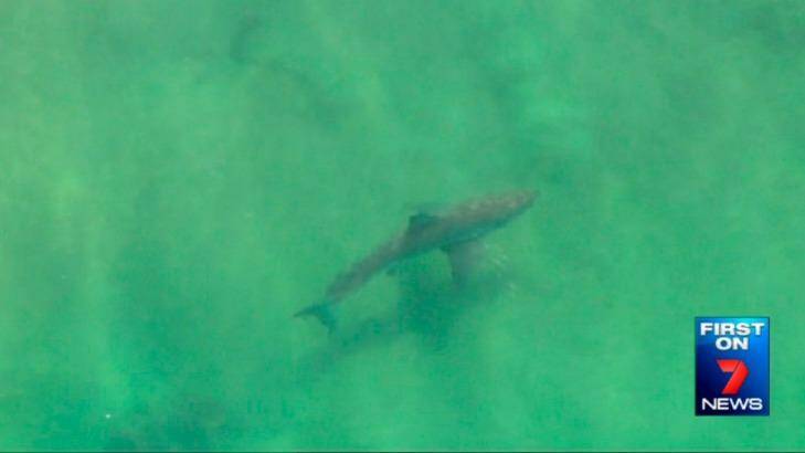 A still from a video of a great white shark captured by a Seven News helicopter near Lighthouse Beach, East Ballina. Photo: Seven News