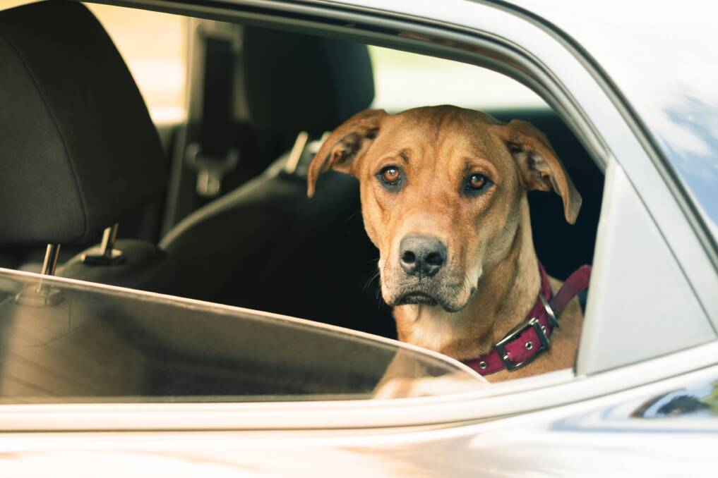 Never leave a dog in the car in the warmer months. Photo: RSPCA
