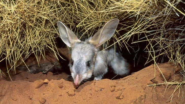 The bilby is endangered in Queensland, due to predation by foxes and cats. Photo: Kathie Atkinson