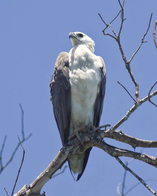  A Sea Eagle roosting. Photos courtesy of the Office of Environment and Heritage
 
 
 
 

