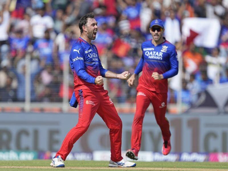 Glenn Maxwell roars after taking a wicket with his fourth ball on his return to IPL action. (AP PHOTO)
