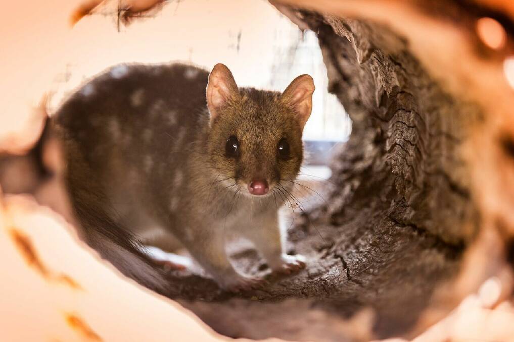 Quolls rest underground or in hollow log dens during the day and hunt at night. 	Photo: FDC