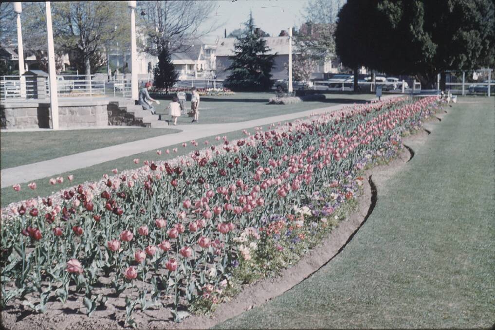 BOWRAL'S first-time Tulip Festival in Corbett Gardens 1961. Photo: Destination Southern Highlands