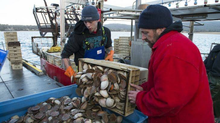 Debbie Wisby's husband Glen Wisby, right, unloading a catch of scallops with his crew at Deepwater Jetty. Photo: Matthew Netwon