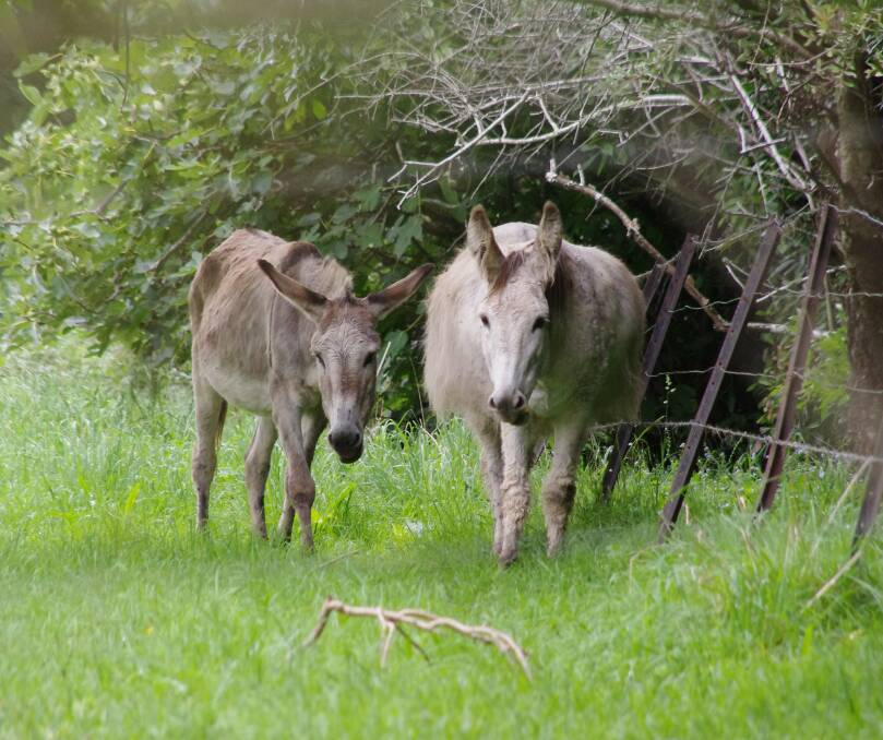 Do donkeys really kill more people annually than plane crashes? Who knows? 
	Photo by Geoff Goodfellow