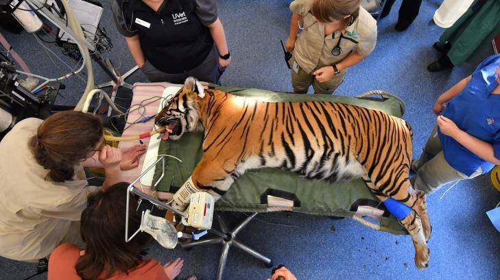 Melbourne Zoo's female tiger Binjai on the operating table after having her teeth checked and an anal gland removed.  Photo: Joe Armao